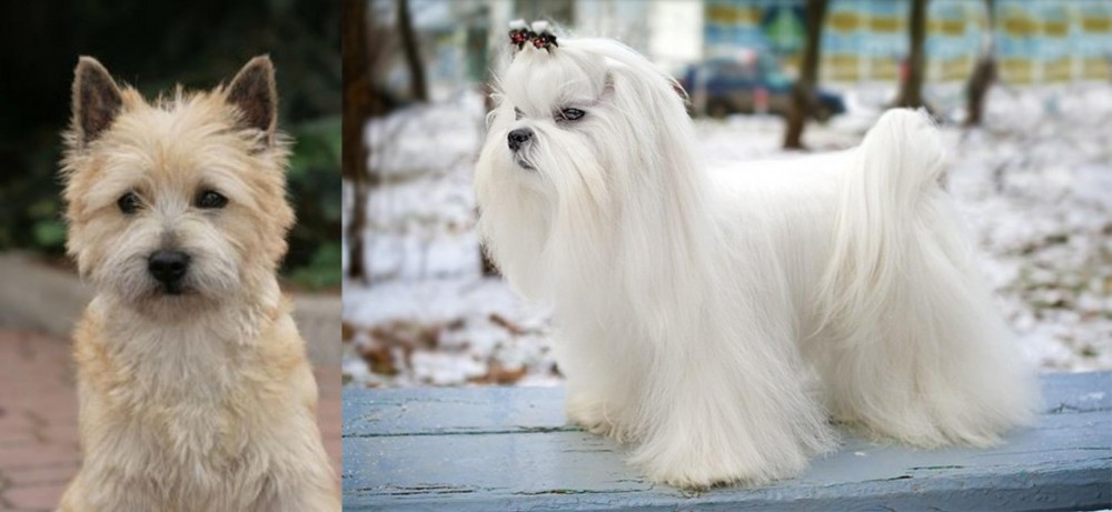 Maltese vs Cairn Terrier - Breed Comparison