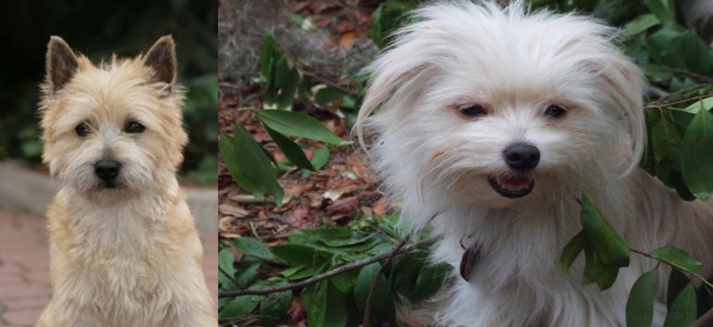 Malti-Pom vs Cairn Terrier - Breed Comparison