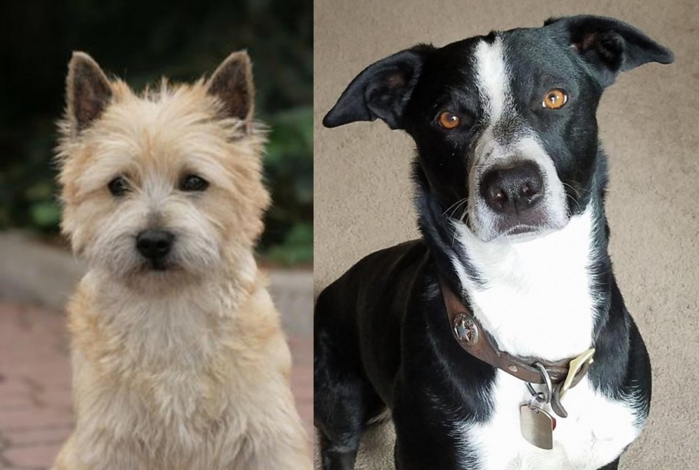 McNab vs Cairn Terrier - Breed Comparison