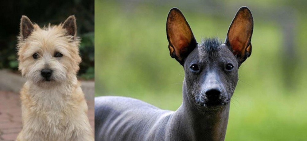 Mexican Hairless vs Cairn Terrier - Breed Comparison