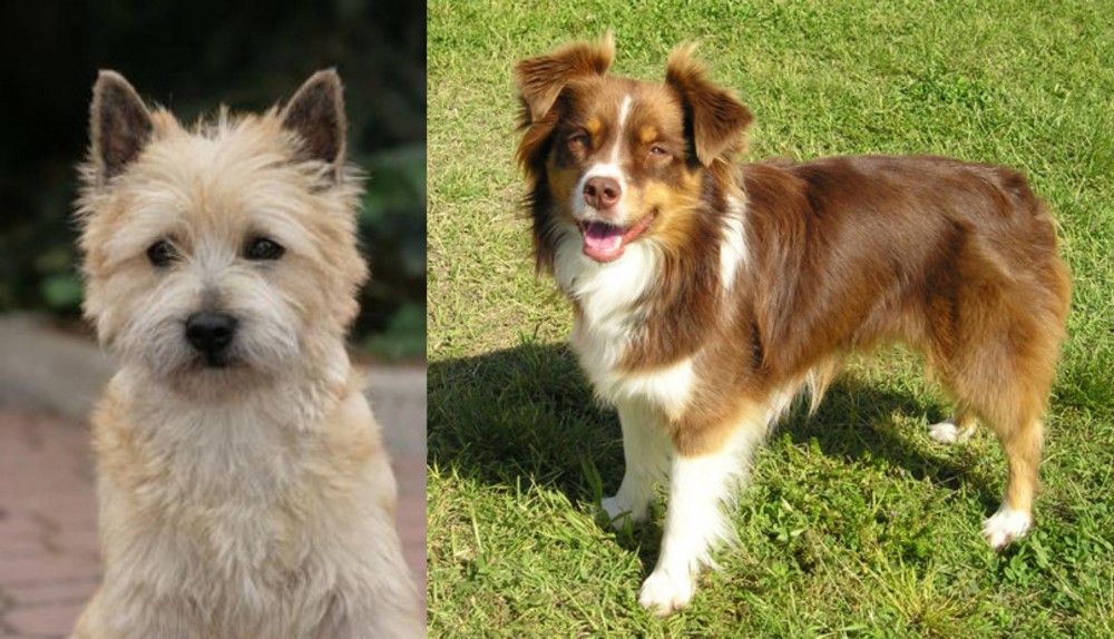 Miniature Australian Shepherd vs Cairn Terrier - Breed Comparison
