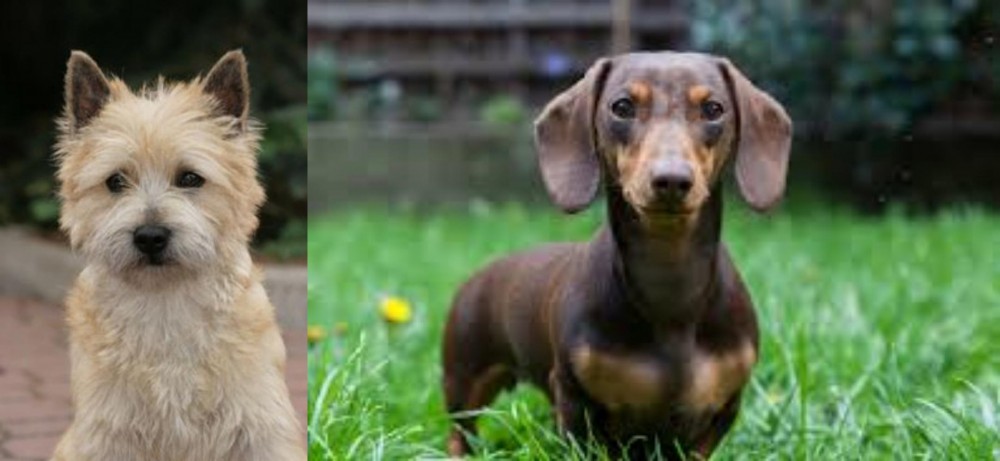 Miniature Dachshund vs Cairn Terrier - Breed Comparison