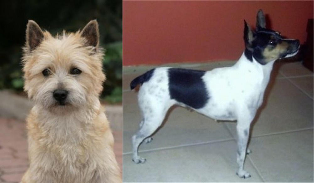 Miniature Fox Terrier vs Cairn Terrier - Breed Comparison