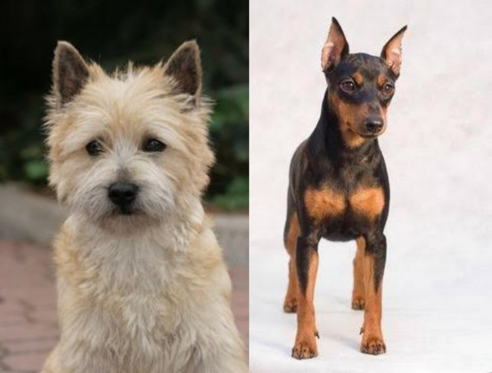 Miniature Pinscher vs Cairn Terrier - Breed Comparison