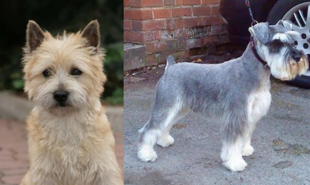 Miniature Schnauzer vs Cairn Terrier - Breed Comparison