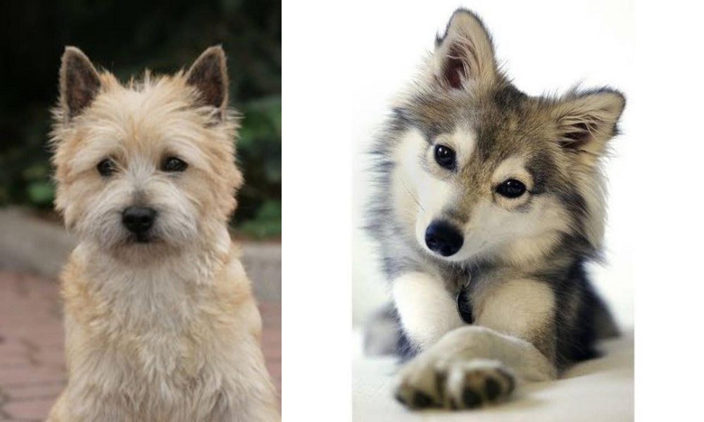 Miniature Siberian Husky vs Cairn Terrier - Breed Comparison