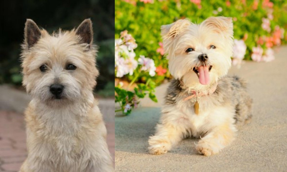 Morkie vs Cairn Terrier - Breed Comparison