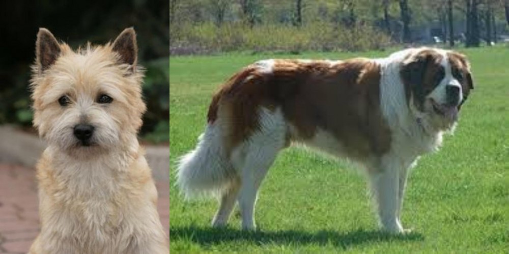 Moscow Watchdog vs Cairn Terrier - Breed Comparison