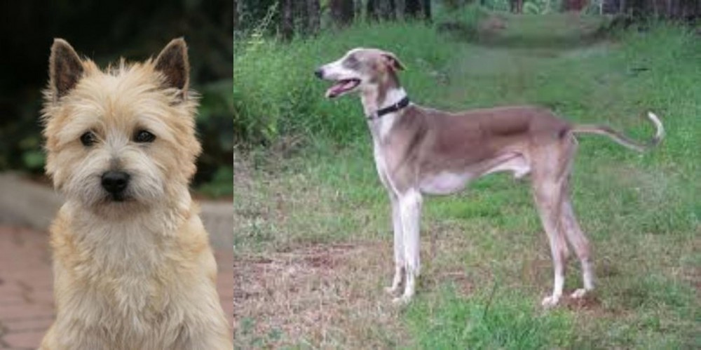 Mudhol Hound vs Cairn Terrier - Breed Comparison