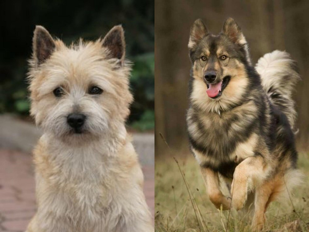 Native American Indian Dog vs Cairn Terrier - Breed Comparison