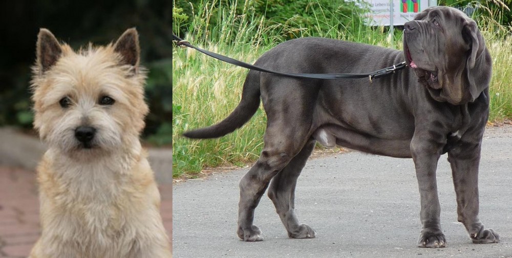 Neapolitan Mastiff vs Cairn Terrier - Breed Comparison