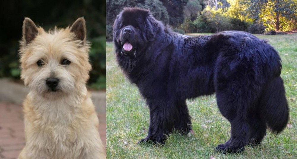 Newfoundland Dog vs Cairn Terrier - Breed Comparison