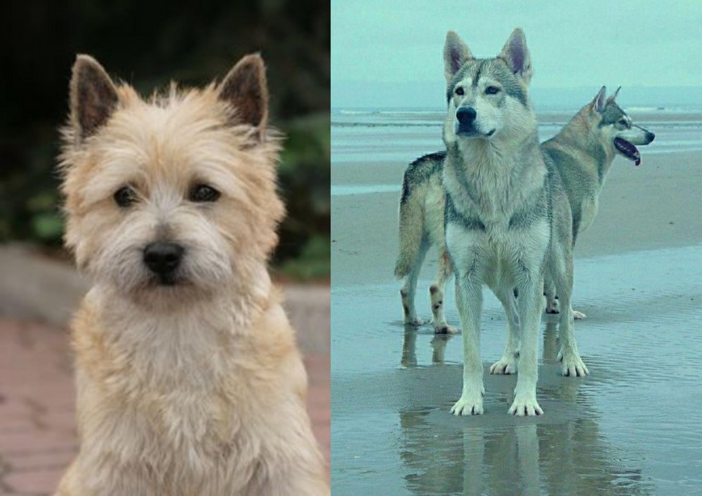 Northern Inuit Dog vs Cairn Terrier - Breed Comparison
