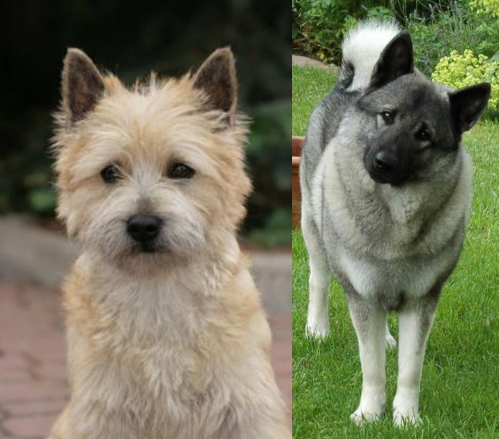 Norwegian Elkhound vs Cairn Terrier - Breed Comparison