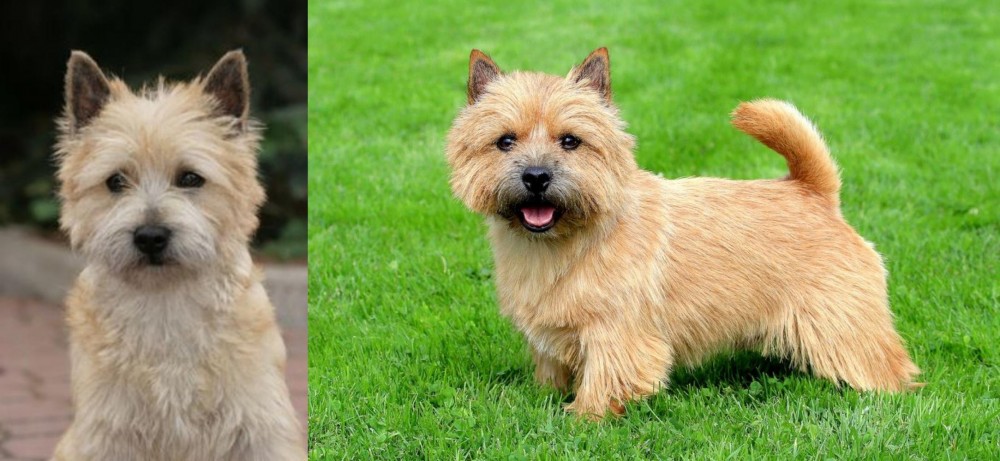 Norwich Terrier vs Cairn Terrier - Breed Comparison