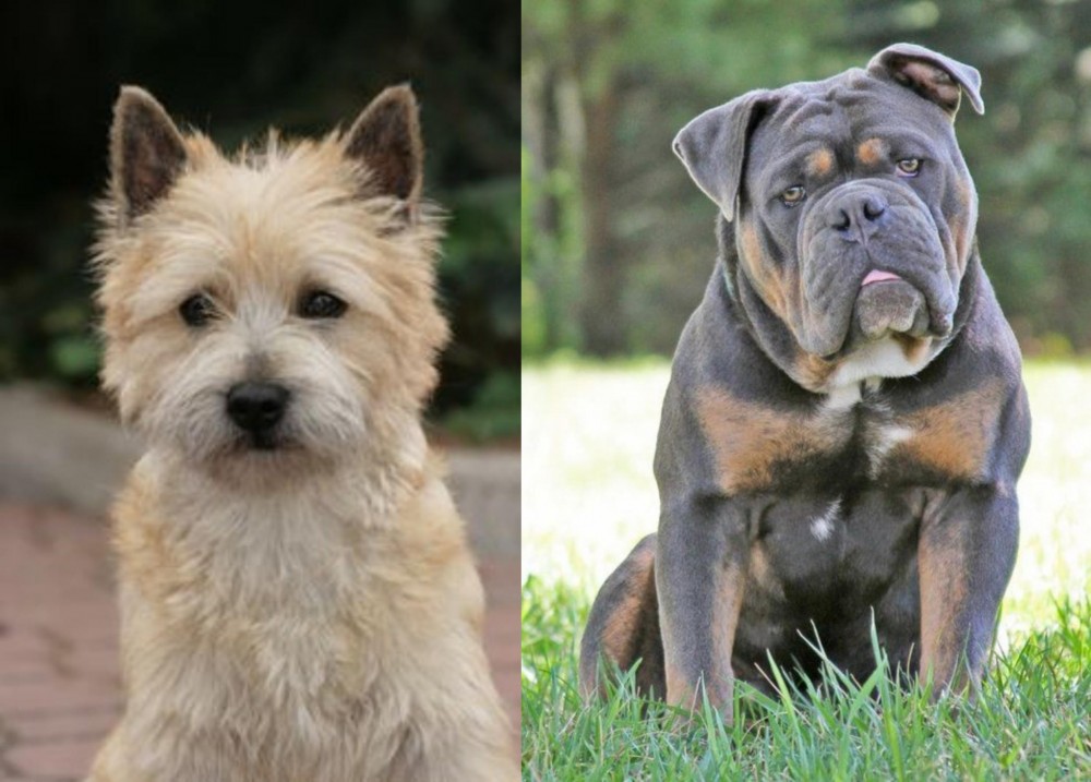 Olde English Bulldogge vs Cairn Terrier - Breed Comparison