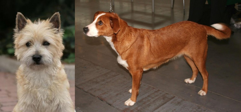 Osterreichischer Kurzhaariger Pinscher vs Cairn Terrier - Breed Comparison