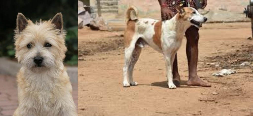 Pandikona vs Cairn Terrier - Breed Comparison