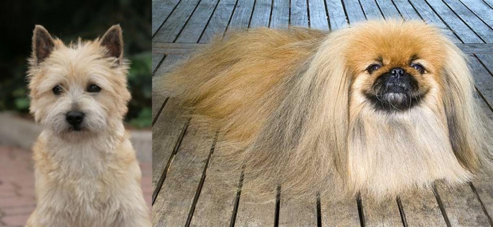 Pekingese vs Cairn Terrier - Breed Comparison