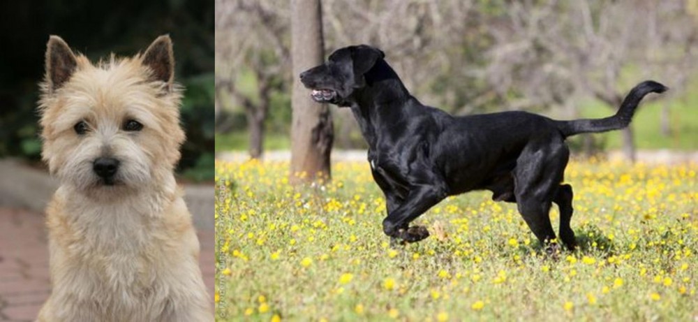 Perro de Pastor Mallorquin vs Cairn Terrier - Breed Comparison