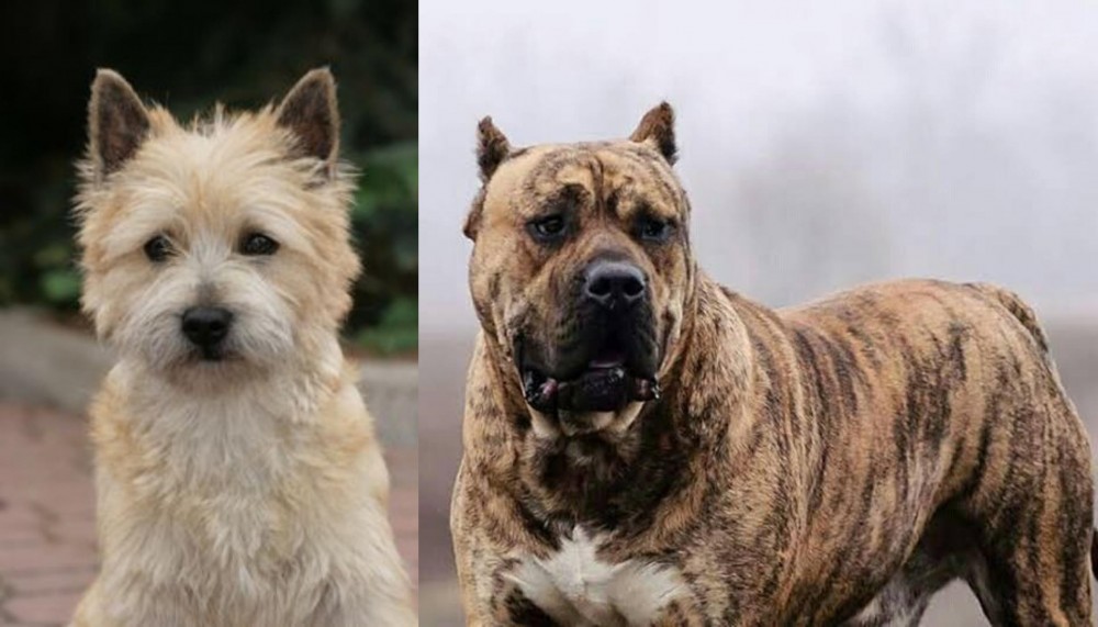 Perro de Presa Canario vs Cairn Terrier - Breed Comparison