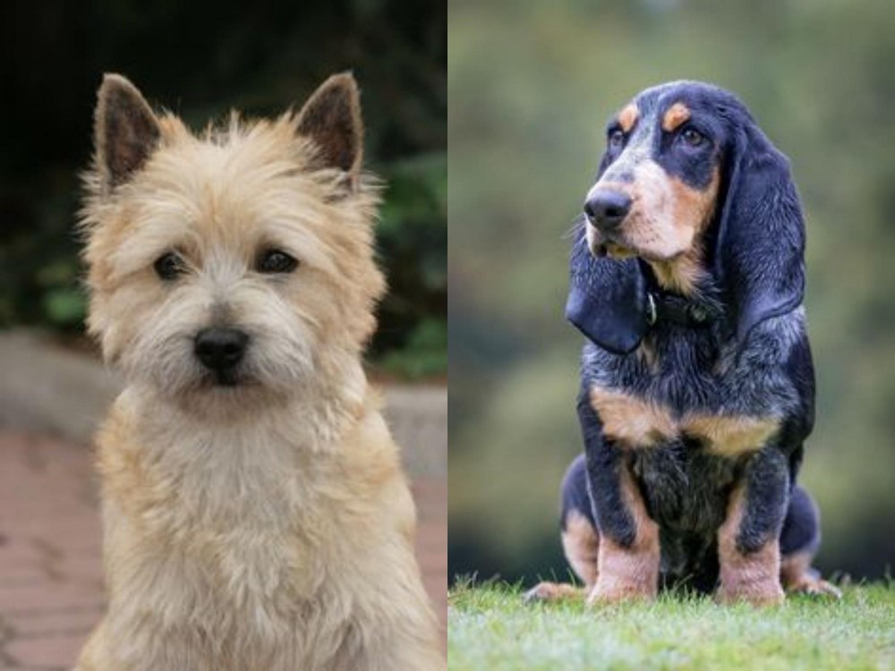 Petit Bleu de Gascogne vs Cairn Terrier - Breed Comparison