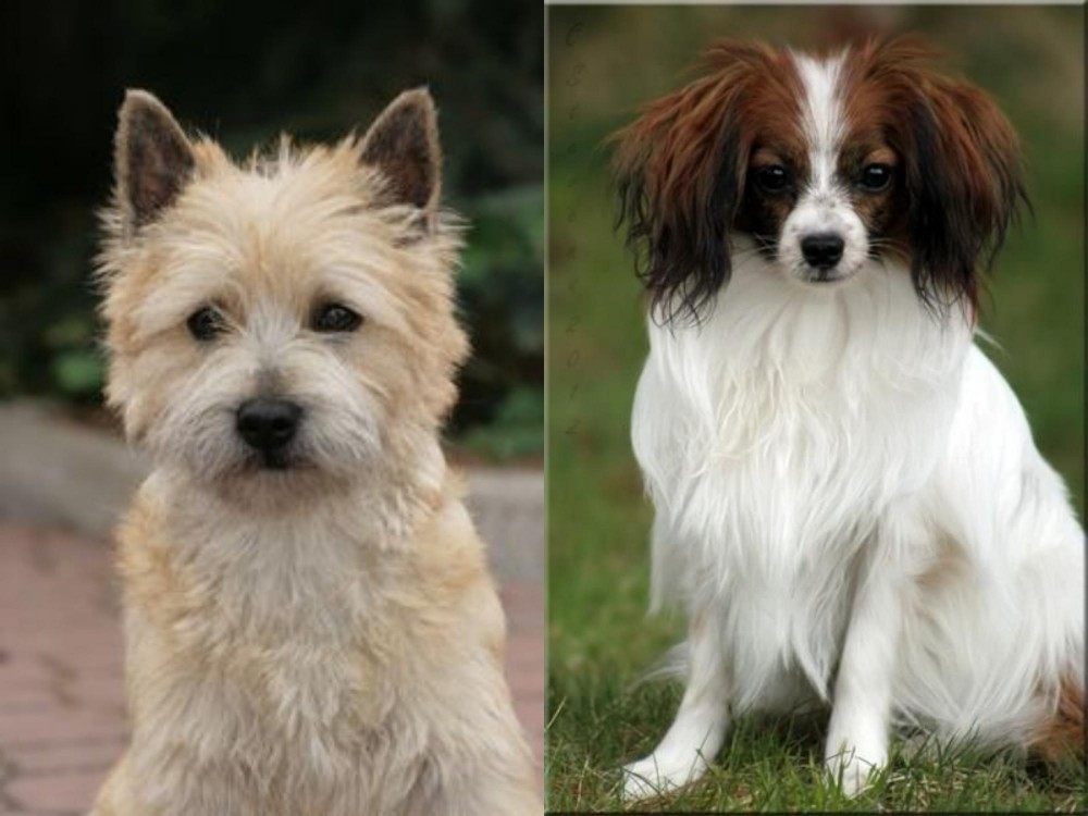 Phalene vs Cairn Terrier - Breed Comparison