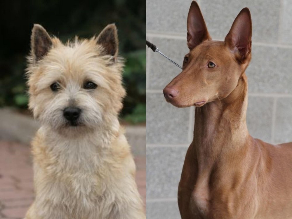 Pharaoh Hound vs Cairn Terrier - Breed Comparison