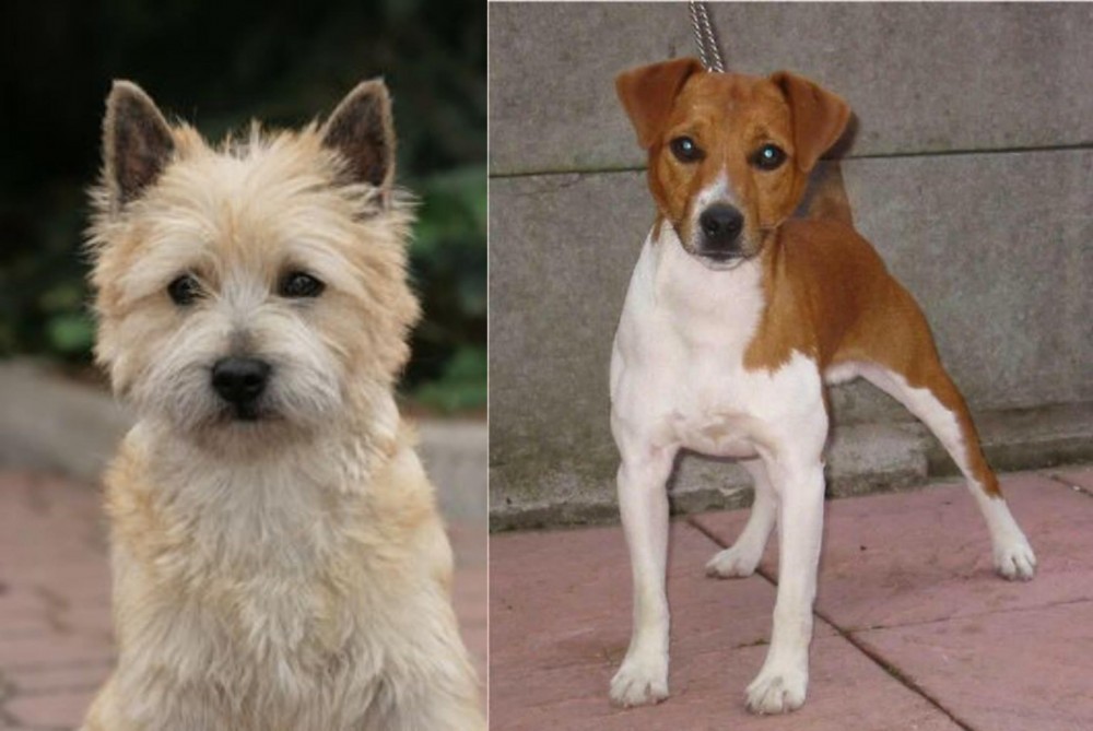 Plummer Terrier vs Cairn Terrier - Breed Comparison