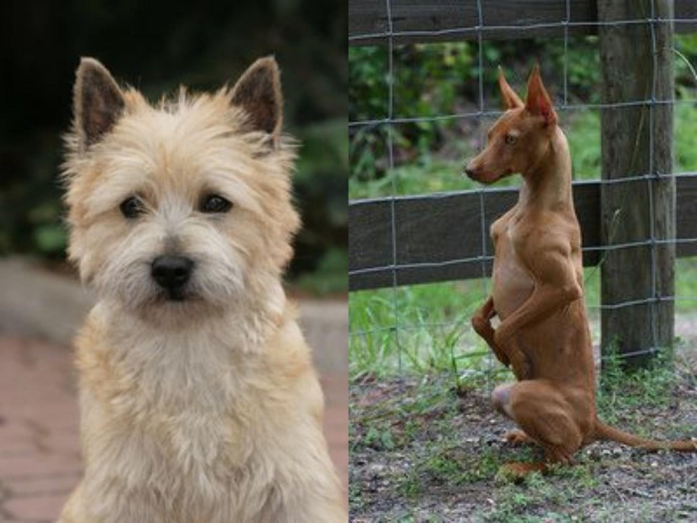 Podenco Andaluz vs Cairn Terrier - Breed Comparison