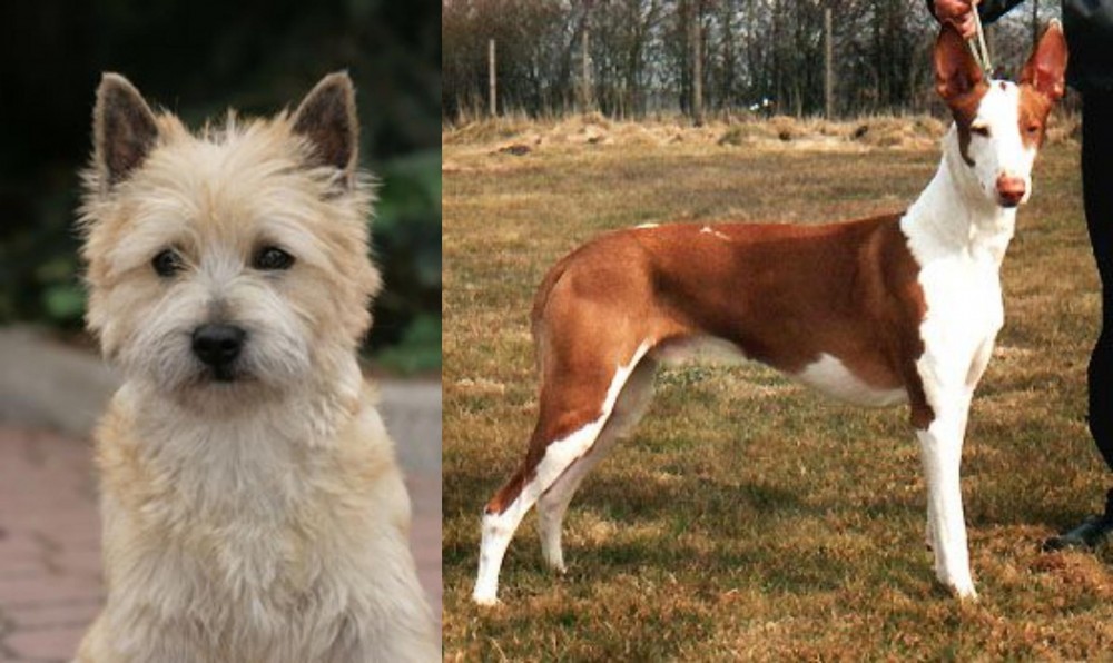 Podenco Canario vs Cairn Terrier - Breed Comparison