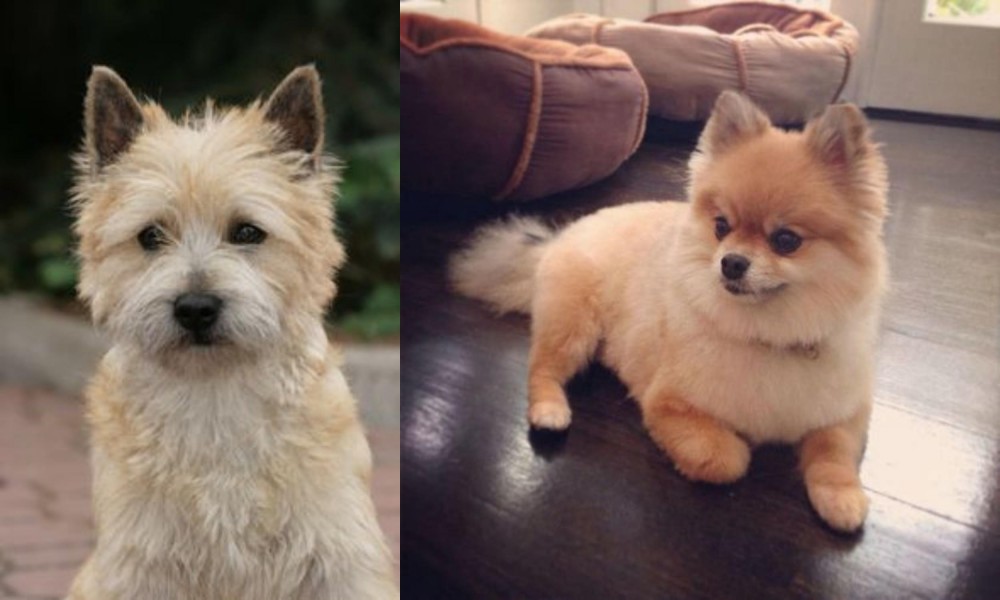 Pomeranian vs Cairn Terrier - Breed Comparison