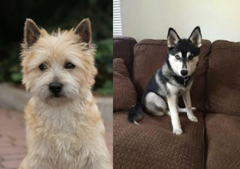Pomsky vs Cairn Terrier - Breed Comparison