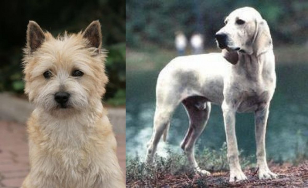 Porcelaine vs Cairn Terrier - Breed Comparison