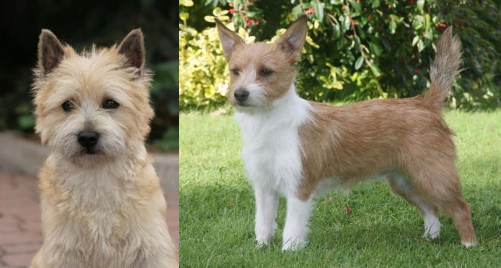 Portuguese Podengo vs Cairn Terrier - Breed Comparison