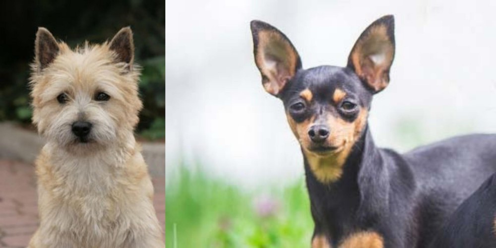 Prazsky Krysarik vs Cairn Terrier - Breed Comparison