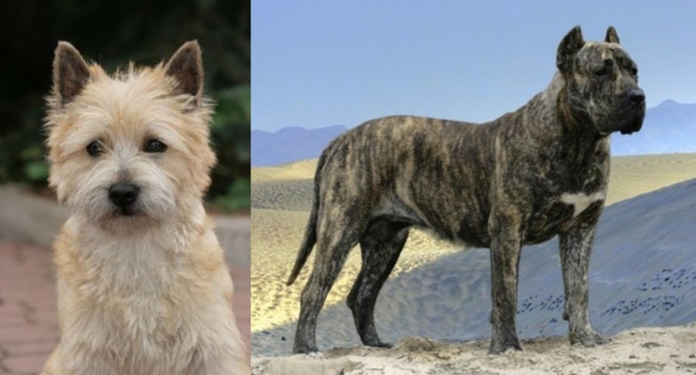 Presa Canario vs Cairn Terrier - Breed Comparison