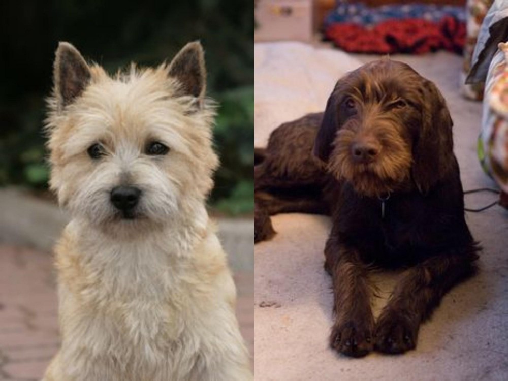 Pudelpointer vs Cairn Terrier - Breed Comparison