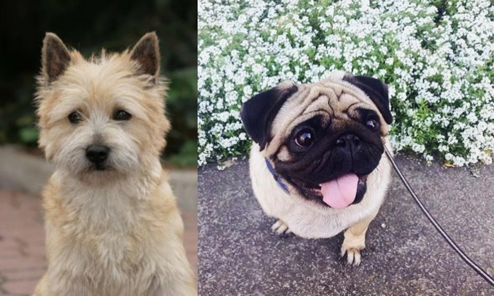 Pug vs Cairn Terrier - Breed Comparison