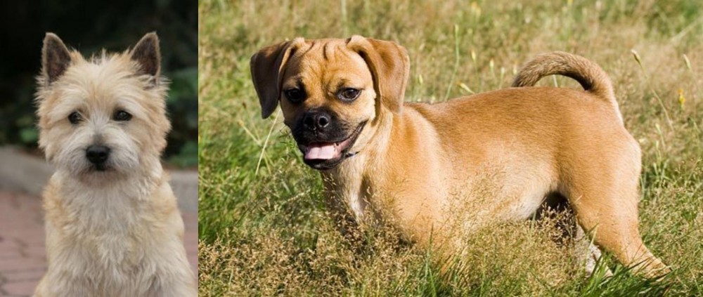 Puggle vs Cairn Terrier - Breed Comparison