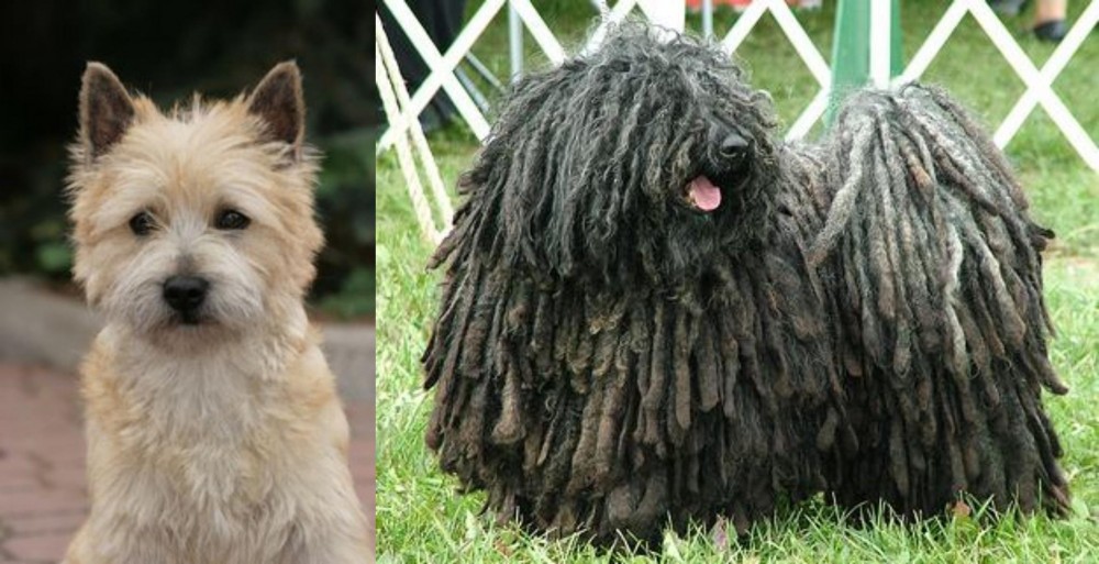Puli vs Cairn Terrier - Breed Comparison