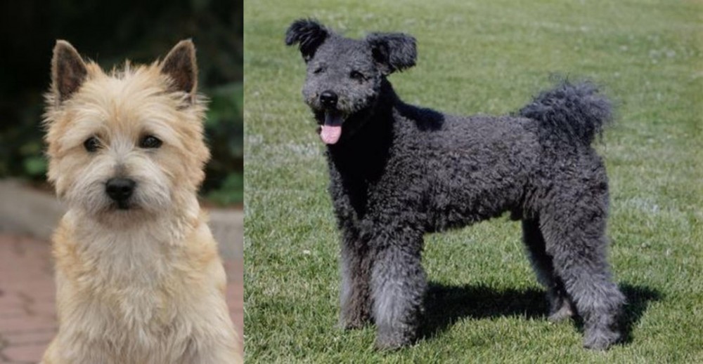 Pumi vs Cairn Terrier - Breed Comparison