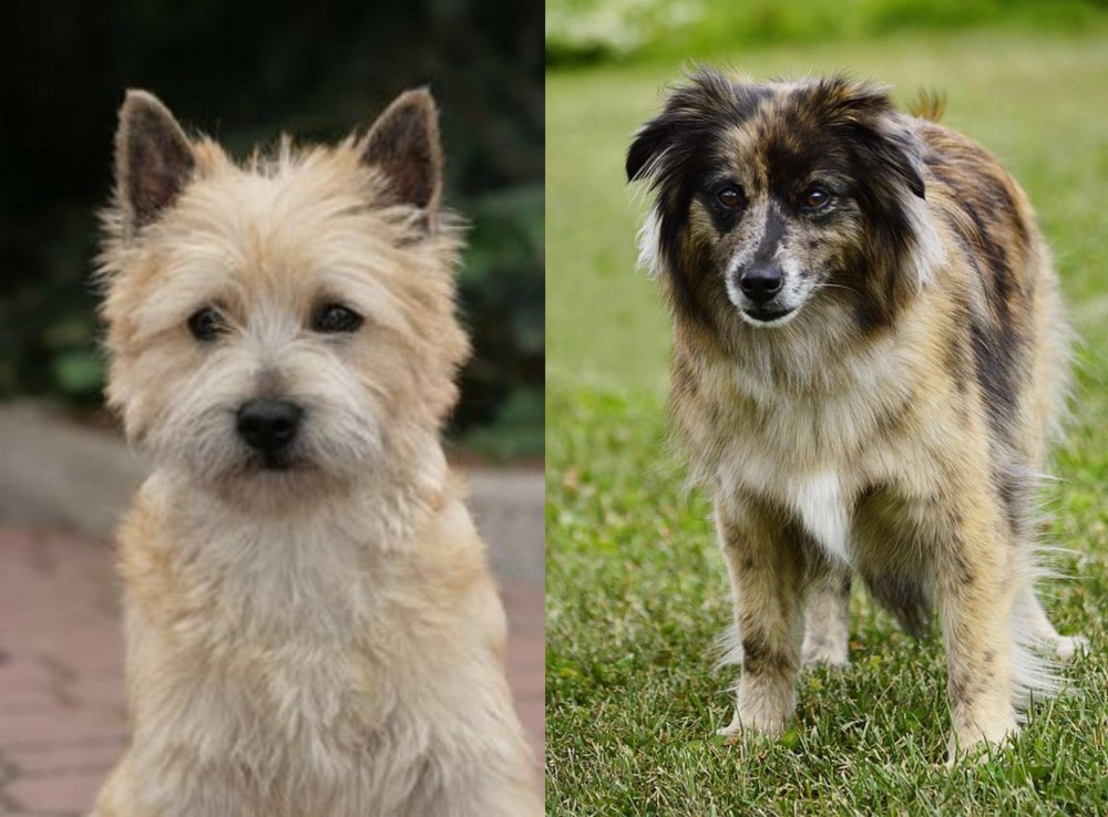Pyrenean Shepherd vs Cairn Terrier - Breed Comparison