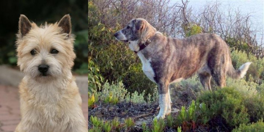 Rafeiro do Alentejo vs Cairn Terrier - Breed Comparison