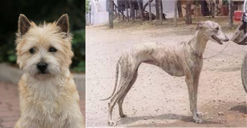Rampur Greyhound vs Cairn Terrier - Breed Comparison