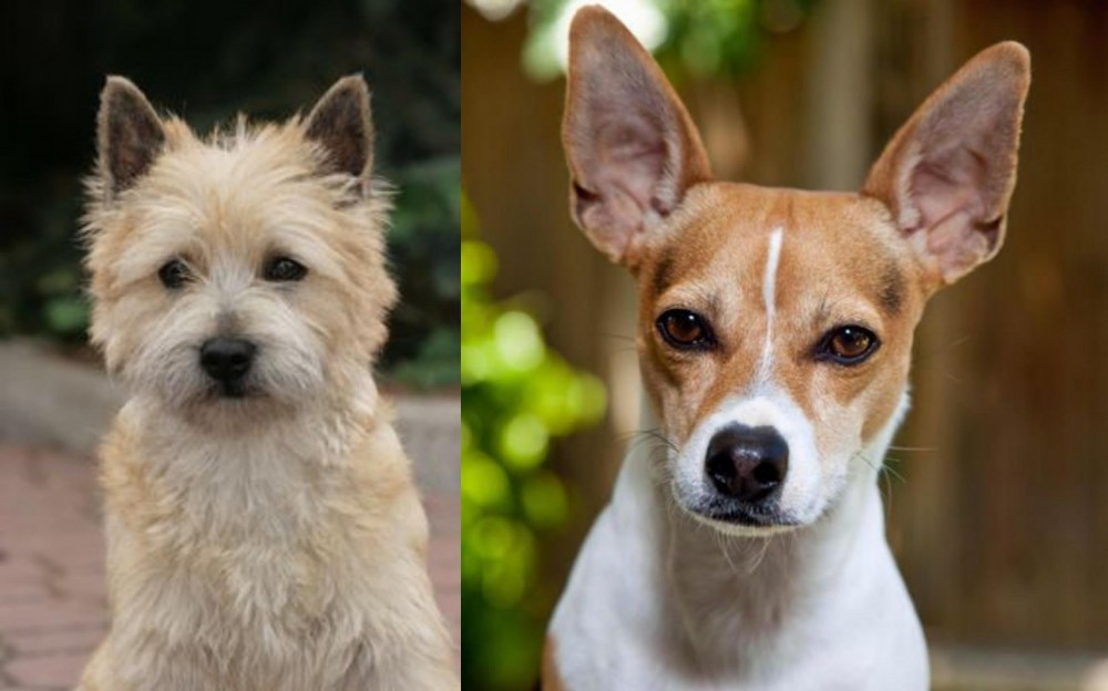 Rat Terrier vs Cairn Terrier - Breed Comparison