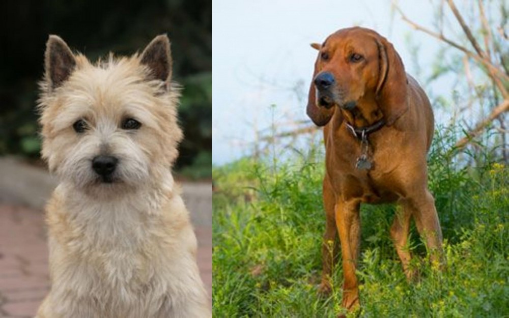 Redbone Coonhound vs Cairn Terrier - Breed Comparison