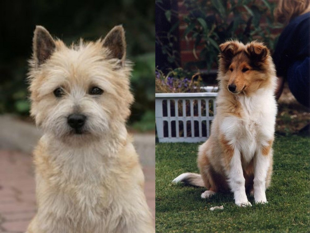Rough Collie vs Cairn Terrier - Breed Comparison