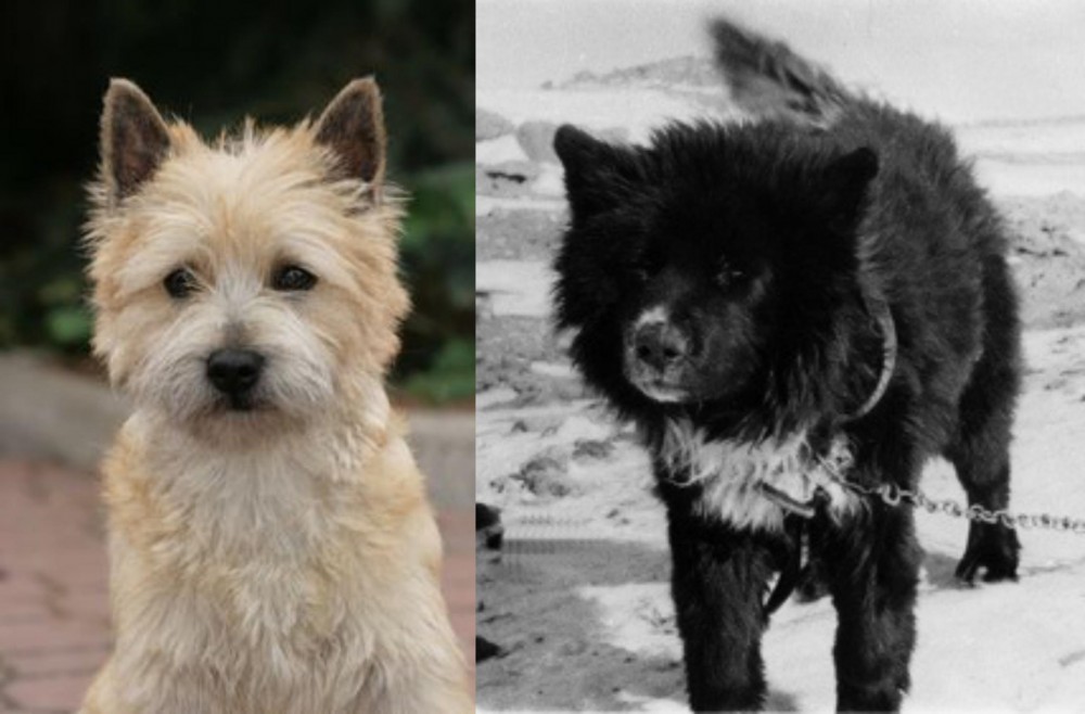 Sakhalin Husky vs Cairn Terrier - Breed Comparison