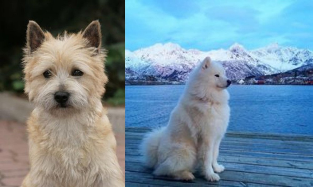 Samoyed vs Cairn Terrier - Breed Comparison